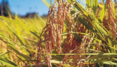 兰科博弈·RankBet(中国)有限公司官网