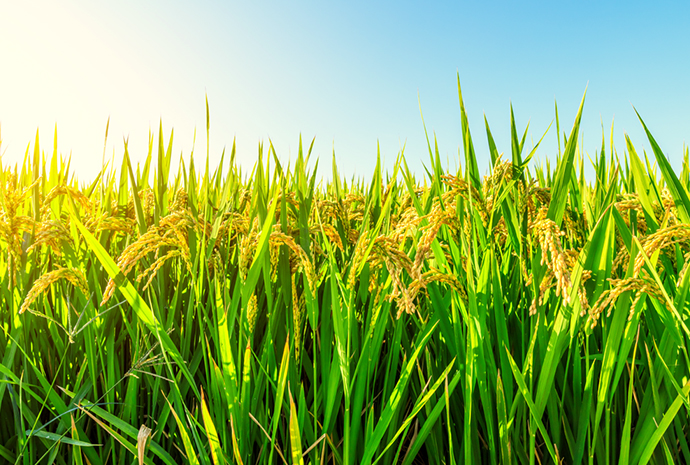 兰科博弈·RankBet(中国)有限公司官网