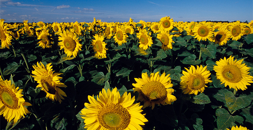 兰科博弈·RankBet(中国)有限公司官网