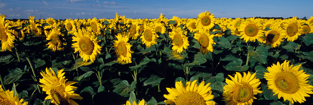 兰科博弈·RankBet(中国)有限公司官网